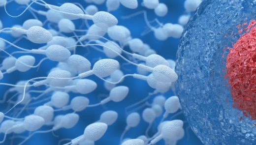 Fertilidade: entenda como a vitamina E é importante para a eficácia dos espermatozoides