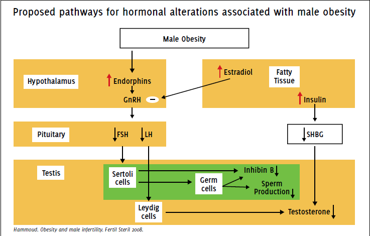 Relação entre obesidade e infertilidade masculina 1